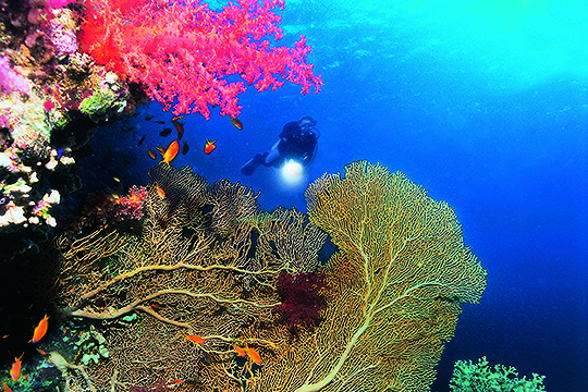 Gorgonien Red Sea