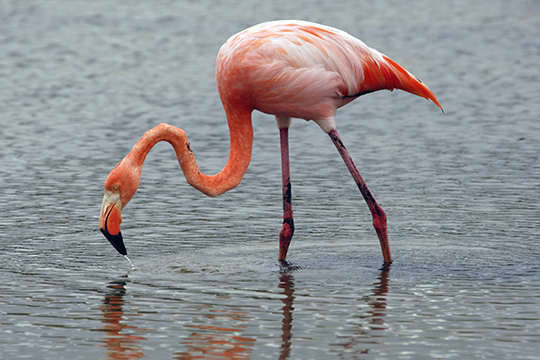 Flamingos Santa Cruz