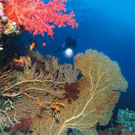 Intakte Korallenwelt an Brother Island