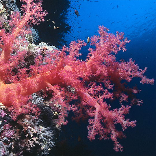 Armdicke pinkfarbene Weichkorallen