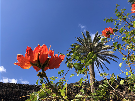 Blütenpracht in angelegten Parks von Manrique