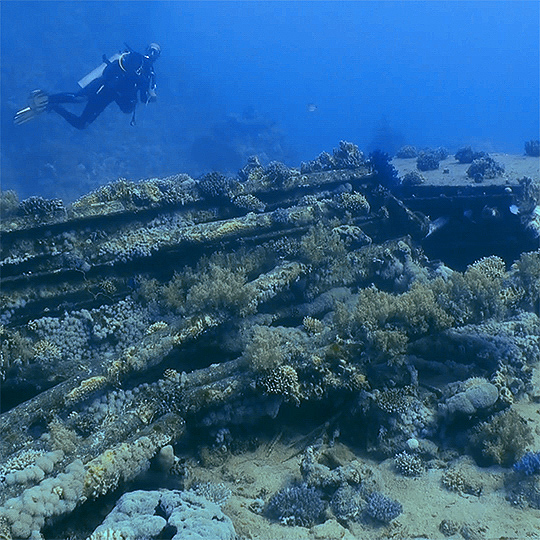 Yolanda Reef nahe dem viel besuchten Kloschüssel-Wrack